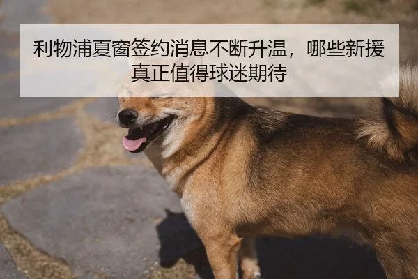 利物浦夏窗签约消息不断升温，哪些新援真正值得球迷期待 | kaiyun